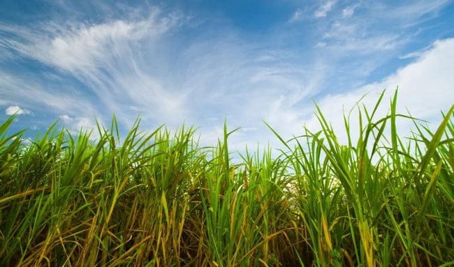 Aos 39 anos, programa do etanol ainda continua sem regras claras